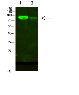 AFG3L2 Polyclonal Antibody