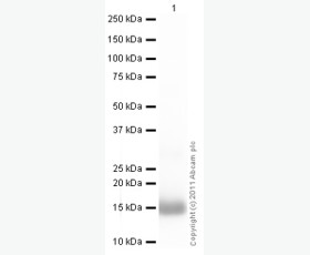 Recombinant Human C-C Motif Chemokine 1/CCL1