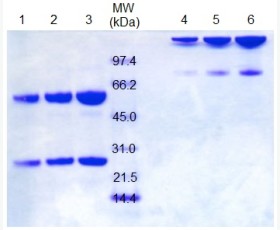 Recombinant Human CD40 Ligand/CD40L/TNFSF5