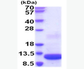 Recombinant Human β-Nerve Growth Factor/β-NGF