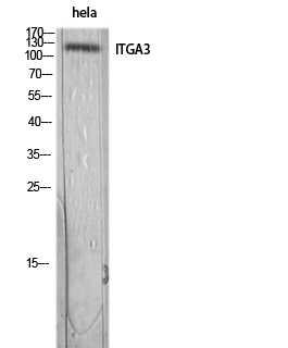 Integrin α3 Polyclonal Antibody