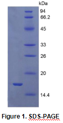 Recombinant Growth Differentiation Factor 9 (GDF9)