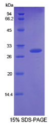 Recombinant Growth Differentiation Factor 11 (GDF11)