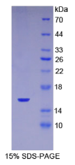 Recombinant Inhibin A (INHA)