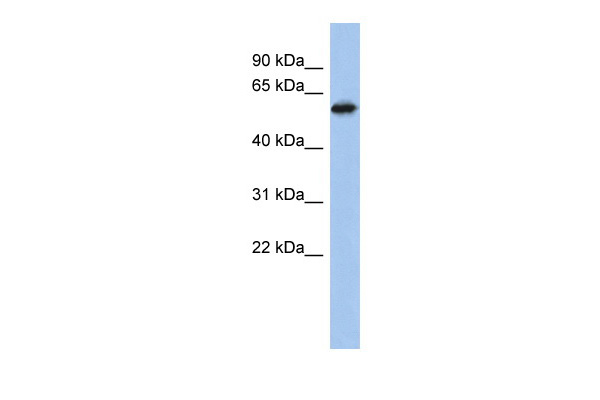 ZNF496 antibody