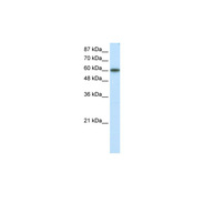 KLF11 antibody