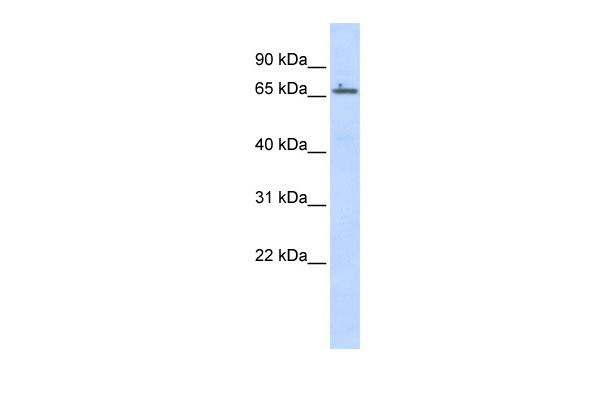 ZNF503 antibody