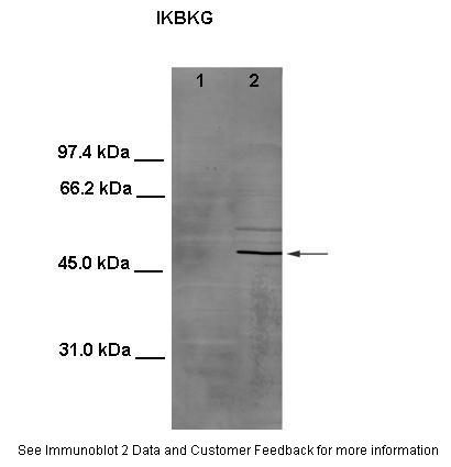 Zbtb37 antibody