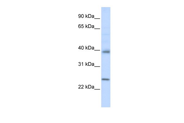 CLDN7 antibody