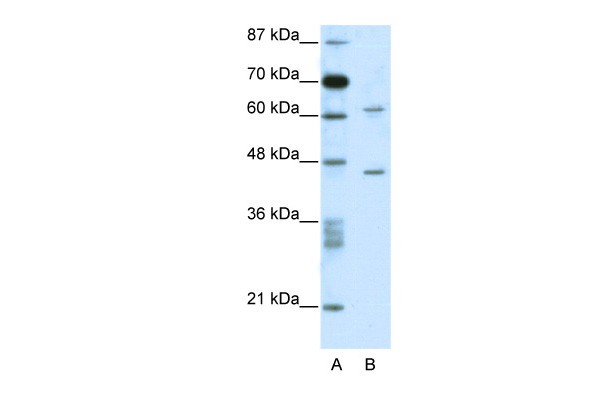 C1ORF25 antibody