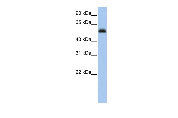 RUNX1 antibody - middle region