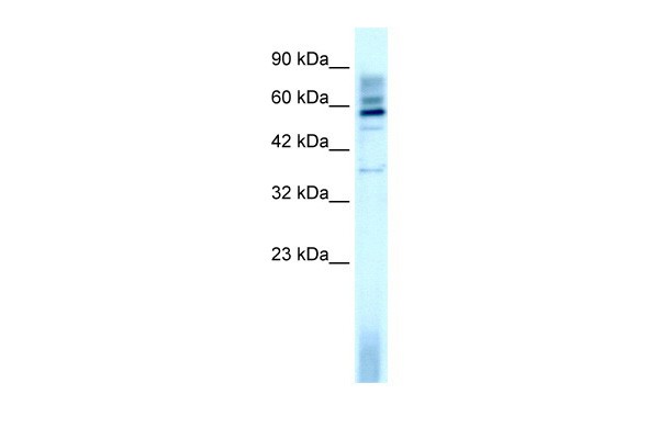TAF15 antibody