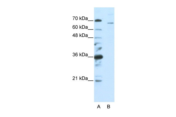 SF1 antibody - C-terminal region