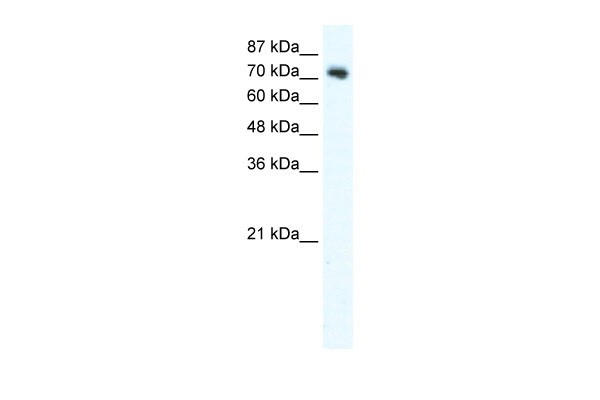 DVL1 antibody - C-terminal region
