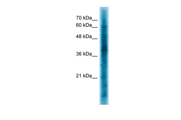 CRKL Antibody