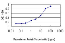 NCF4 Antibody (monoclonal) (M01)