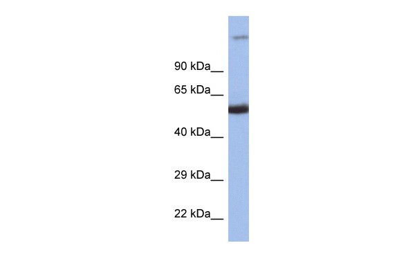 IRF8 antibody
