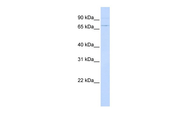 ATF6 antibody - N-terminal region