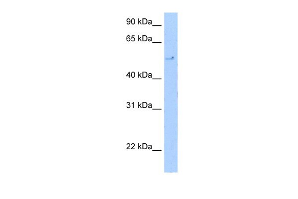 TERF2 antibody