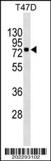 MX1 Antibody
