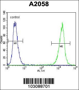 LCK Antibody