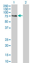 MGRN1 Antibody (monoclonal) (M07)