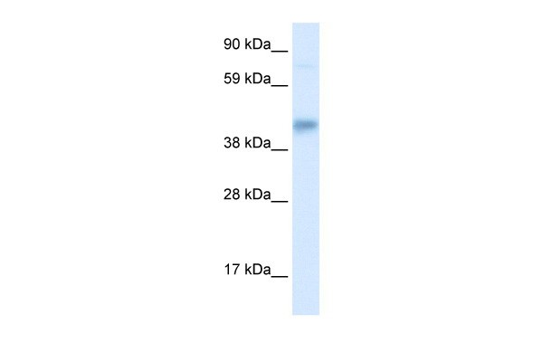 SEC14L2 antibody