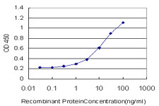 MR1 Antibody (monoclonal) (M03)