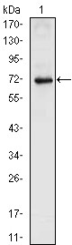 NKX2.5 Antibody