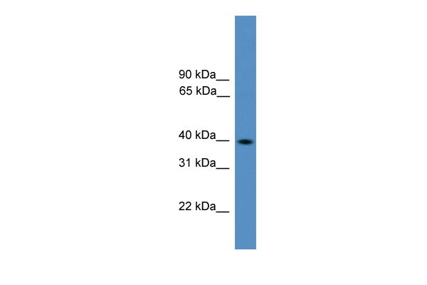 Pax2 antibody - middle region