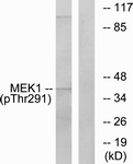 MEK1 (Phospho-Thr291) antibody