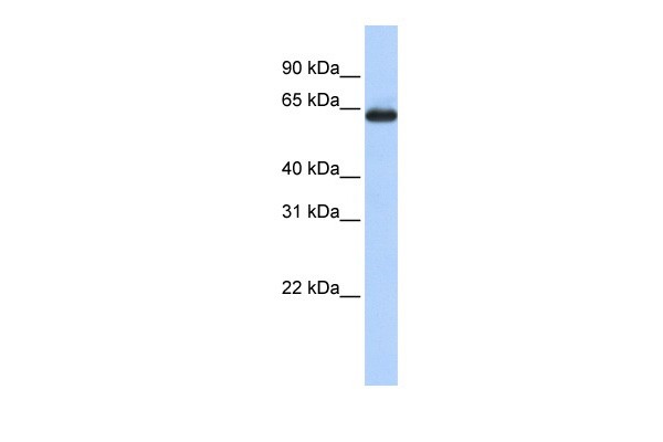 SLC34A3 antibody - middle region