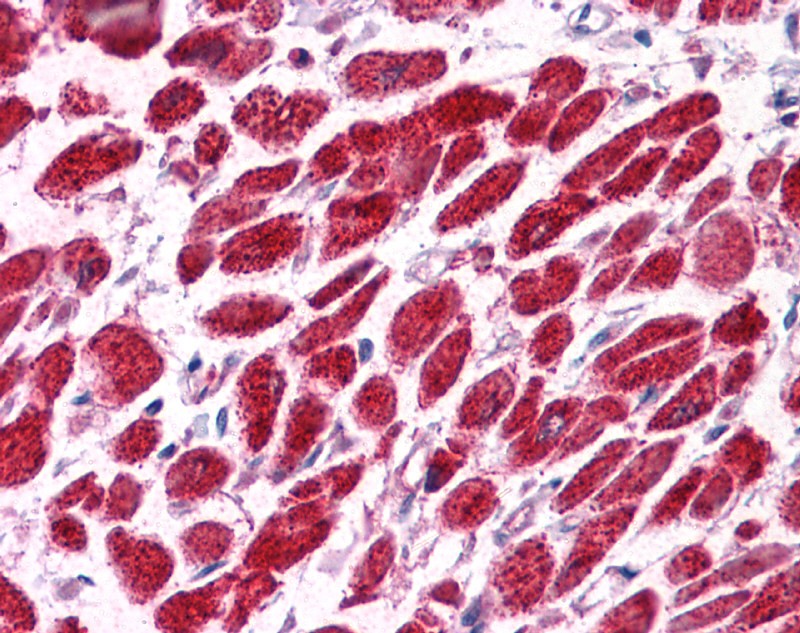 EAP30 antibody