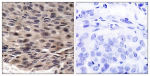 4E-BP1 (Phospho-Thr36) antibody
