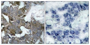 IkappaB-alpha antibody