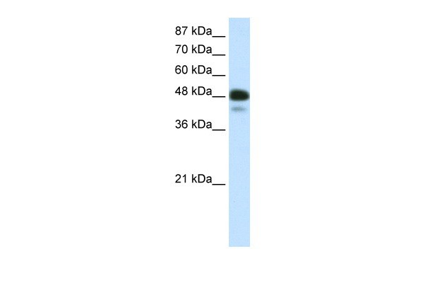 NEUROD2 antibody - N-terminal region