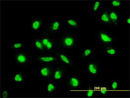 MAP2K6 Antibody (monoclonal) (M02)
