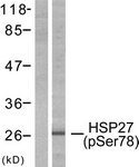 HSP27 (Phospho-Ser78) antibody