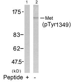 Met (phospho Tyr1349) Antibody
