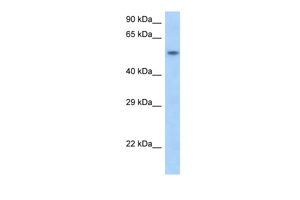 Snapc1 antibody - N-terminal region