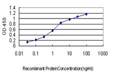 NLGN1 Antibody (monoclonal) (M01)