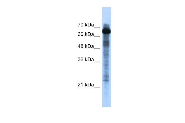 FOXO1 Antibody