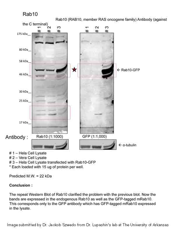 Rab10 antibody