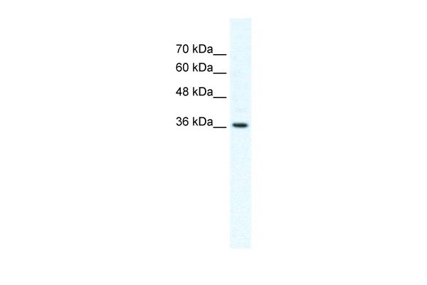 DVL1  antibody - middle region