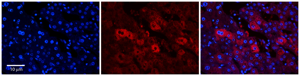 EEA1 antibody