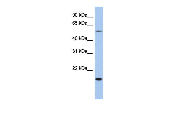 TEAD2 antibody