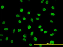 MYNN Antibody (monoclonal) (M01)