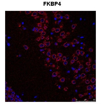 FKBP4 antibody