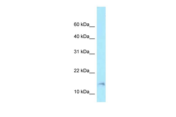 BAD antibody