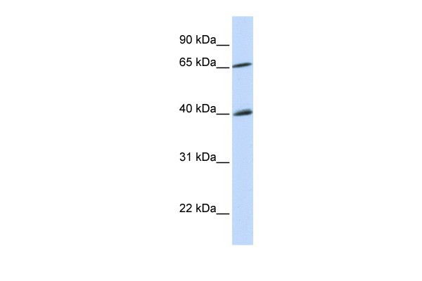 CHEK2 antibody